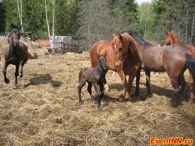 Изображение 9