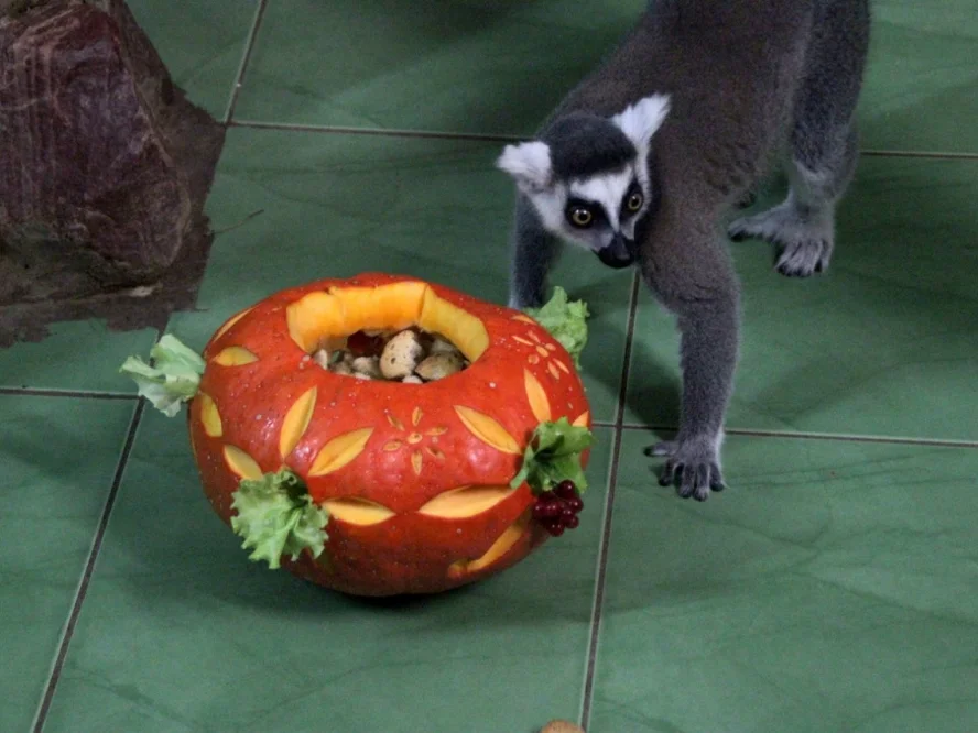 Хэллоуин 2019 в Нижнем Новгороде: программа мероприятий