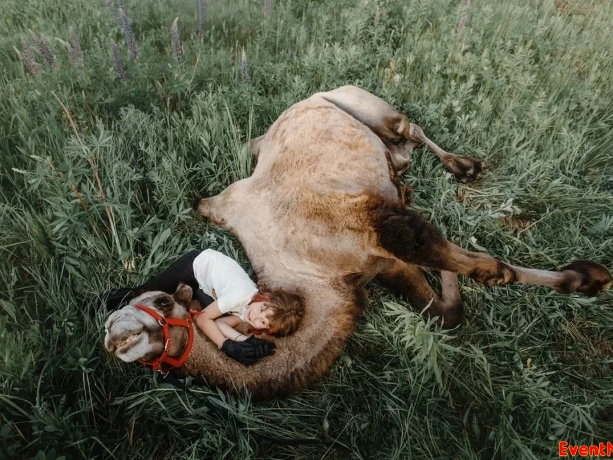центр реабилитации лошадей Кантри, конный клуб Кантри